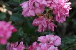 <img150*0:stuff/z/169023/Wild%2520Roses/i1278024564_31.jpg>