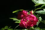 <img150*0:stuff/z/169023/Wild%2520Roses/i1278024564_32.jpg>