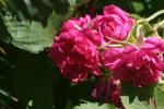 <img150*0:stuff/z/169023/Wild%2520Roses/i1278024564_33.jpg>