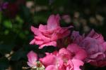 <img150*0:stuff/z/169023/Wild%2520Roses/i1278024564_34.jpg>