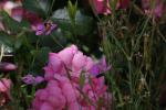 <img150*0:stuff/z/169023/Wild%2520Roses/i1278024564_35.jpg>