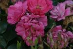 <img150*0:stuff/z/169023/Wild%2520Roses/i1278024565_36.jpg>