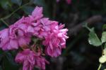 <img150*0:stuff/z/169023/Wild%2520Roses/i1278024565_37.jpg>