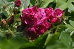 <img150*0:stuff/z/169023/Wild%2520Roses/i1278024565_38.jpg>
