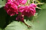 <img150*0:stuff/z/169023/Wild%2520Roses/i1278024565_39.jpg>