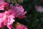 <img150*0:stuff/z/169023/Wild%2520Roses/i1278024565_40.jpg>