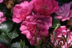 <img150*0:stuff/z/169023/Wild%2520Roses/i1278024565_41.jpg>