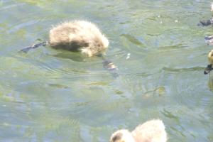 <img300*0:stuff/z/169023/agdim%25203/i1274138463_19.jpg>
