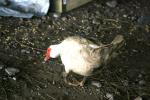 <img150*0:stuff/z/169023/bnb2/i1280429792_1.jpg>