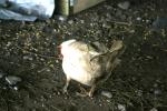 <img150*0:stuff/z/169023/bnb2/i1280429792_2.jpg>