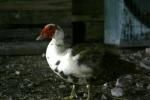 <img150*0:stuff/z/169023/bnb2/i1280429792_3.jpg>