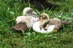 <img150*0:stuff/z/169023/bnb2/i1280429792_7.jpg>