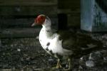 <img150*0:stuff/z/169023/bnb2/i1280429793_14.jpg>