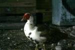 <img150*0:stuff/z/169023/bnb2/i1280429793_15.jpg>