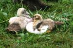 <img150*0:stuff/z/169023/bnb2/i1280429793_17.jpg>