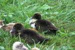 <img150*0:stuff/z/169023/bnb2/i1280429793_18.jpg>