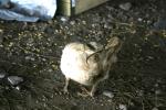 <img150*0:stuff/z/169023/bnb2/i1280429793_8.jpg>