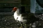 <img150*0:stuff/z/169023/bnb2/i1280429793_9.jpg>