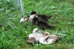<img150*0:stuff/z/169023/bnb2/i1280429794_19.jpg>