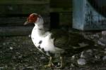 <img150*0:stuff/z/169023/bnb2/i1280429794_20.jpg>