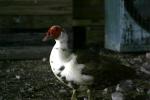 <img150*0:stuff/z/169023/bnb2/i1280429794_21.jpg>