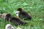 <img150*0:stuff/z/169023/bnb2/i1280429794_24.jpg>