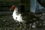 <img150*0:stuff/z/169023/bnb2/i1280429794_26.jpg>