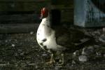 <img150*0:stuff/z/169023/bnb2/i1280429794_27.jpg>