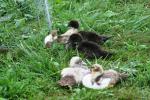 <img150*0:stuff/z/169023/bnb2/i1280429795_31.jpg>