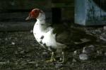 <img150*0:stuff/z/169023/bnb2/i1280429795_32.jpg>