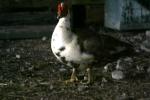 <img150*0:stuff/z/169023/bnb2/i1280429795_33.jpg>