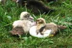 <img150*0:stuff/z/169023/bnb2/i1280429795_36.jpg>