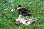 <img150*0:stuff/z/169023/bnb2/i1280429795_37.jpg>