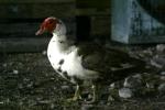 <img150*0:stuff/z/169023/bnb2/i1280429795_38.jpg>