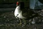 <img150*0:stuff/z/169023/bnb2/i1280429795_39.jpg>