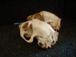 <img250*0:stuff/z/169023/bonesss/i1255989003_2.jpg>