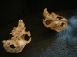 <img250*0:stuff/z/169023/bonesss/i1255989004_10.jpg>