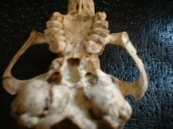 <img250*0:stuff/z/169023/bonesss/i1255989004_15.jpg>