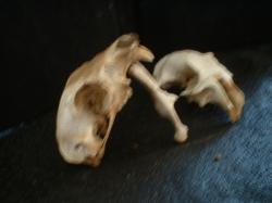 <img250*0:stuff/z/169023/bonesss/i1255989004_17.jpg>