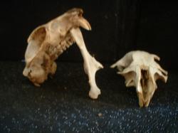 <img250*0:stuff/z/169023/bonesss/i1255989005_21.jpg>