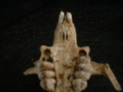 <img250*0:stuff/z/169023/bonesss/i1255989005_22.jpg>