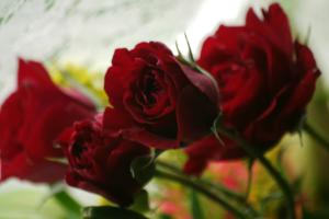 <img300*0:stuff/z/169023/bouquet%2520.1/i1276202926_22.jpg>