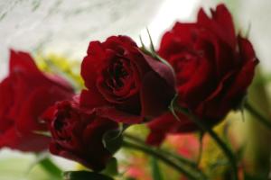 <img300*0:stuff/z/169023/bouquet%2520.1/i1276202926_27.jpg>