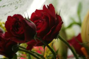 <img300*0:stuff/z/169023/bouquet%2520.1/i1276202926_7.jpg>