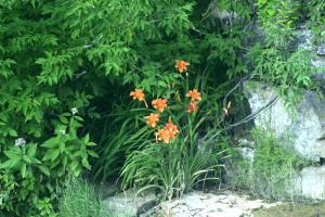 <img300*0:stuff/z/169023/chittenango%2520falls%25202/i1248734862_15.jpg>