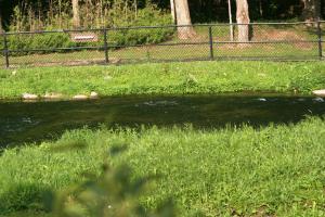 <img300*0:stuff/z/169023/chittenango%2520falls/i1248734785_5.jpg>