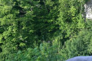 <img300*0:stuff/z/169023/chittenango%2520falls/i1248734786_16.jpg>