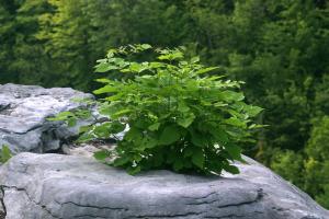 <img300*0:stuff/z/169023/chittenango%2520falls/i1248734787_25.jpg>
