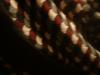 <img100*0:stuff/z/169023/cloth%2520118/i1263583860_36.jpg>