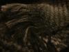 <img100*0:stuff/z/169023/cloth%252042/i1259862375_18.jpg>